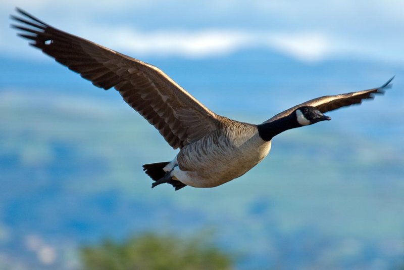 2/26/2009  Canada Goose