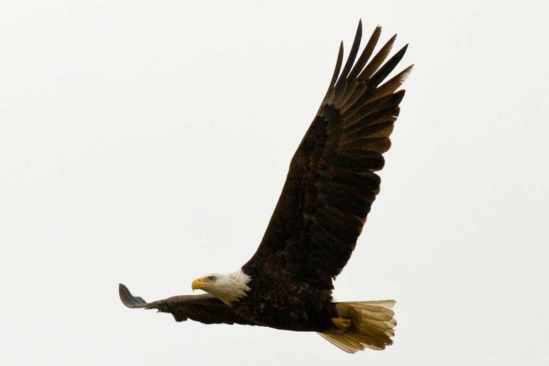 Bald Eagle