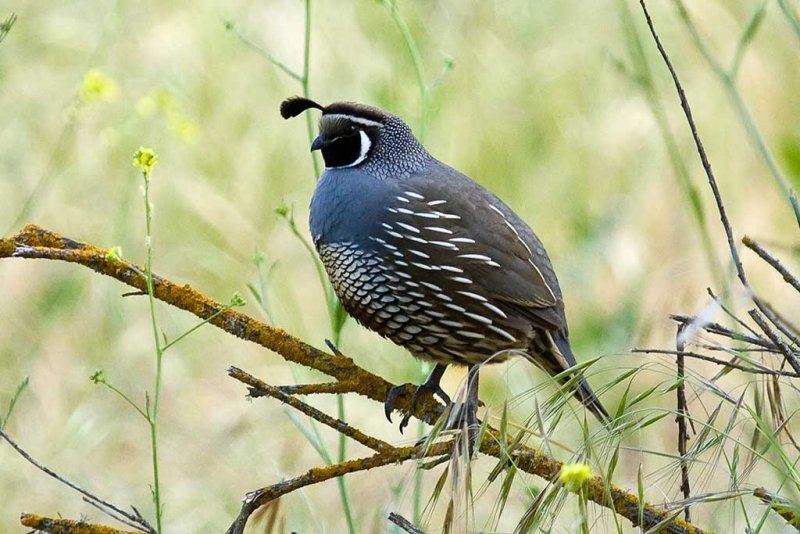 4/28/2009  Quail