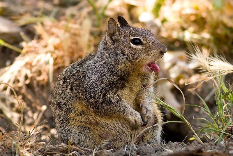 5/29/2009  California Ground Squirrel