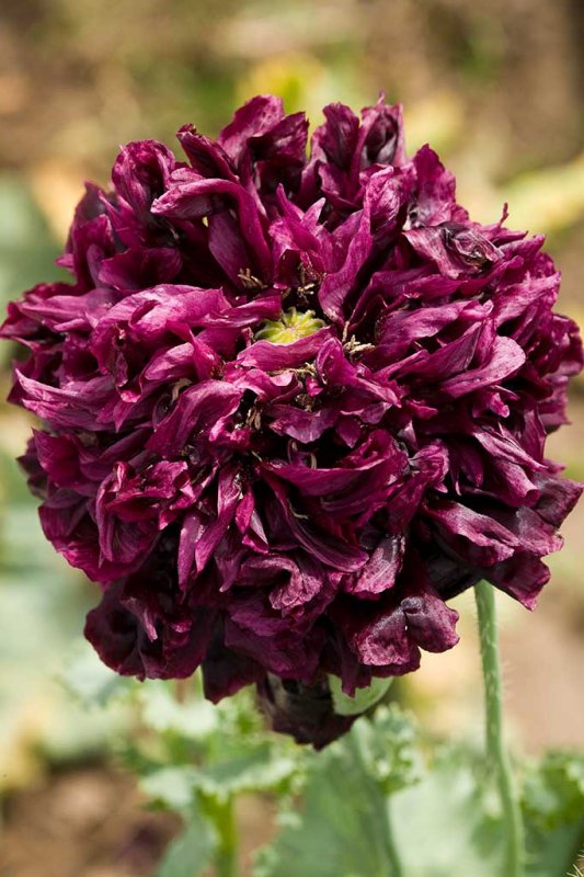 6/1/2009  Papaver hybridum 'Black Peony'