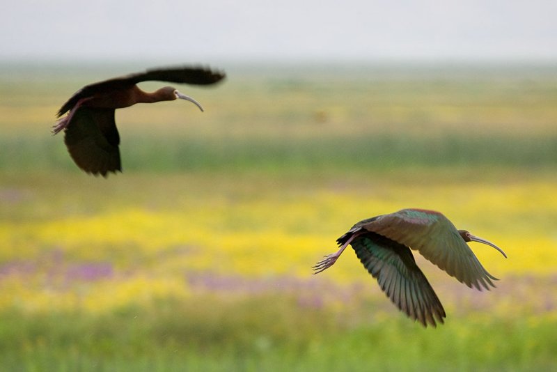 6/6/2009  Ibis