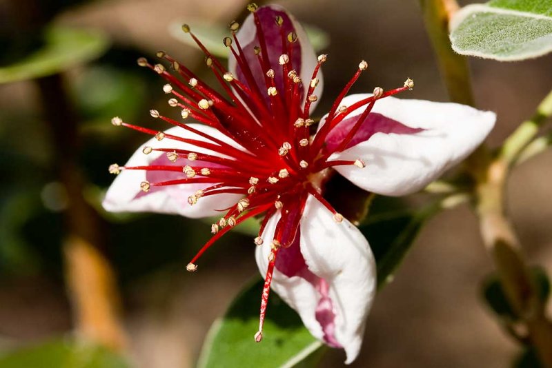 6/14/2009  Feijoa sellowiana