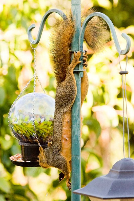 9/19/2009  Squirrel eating from my bird feeder