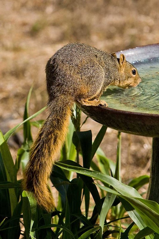 10/4/2009  Thirsty squirrel