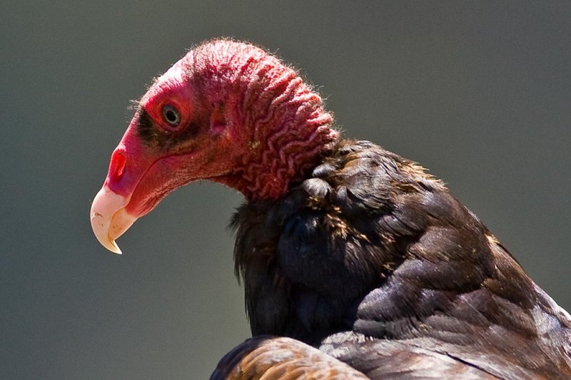 6/14/2010  Turkey Vulture