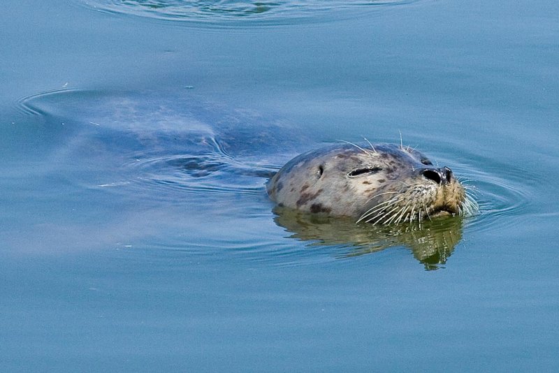6/21/2010  Harbor Seal