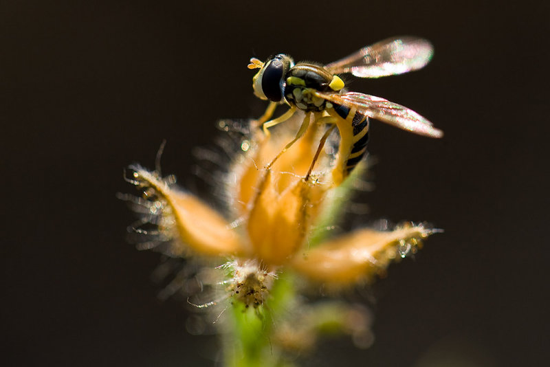 8/3/2010  Hover Fly