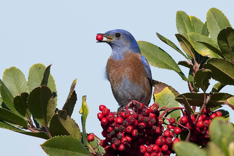 1/19/2011  Western Bluebird on Toyon (Heteromeles arbutifolia)