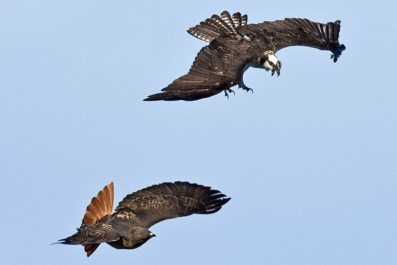 1/26/2011  Osprey attacking a Red-tailed Hawk