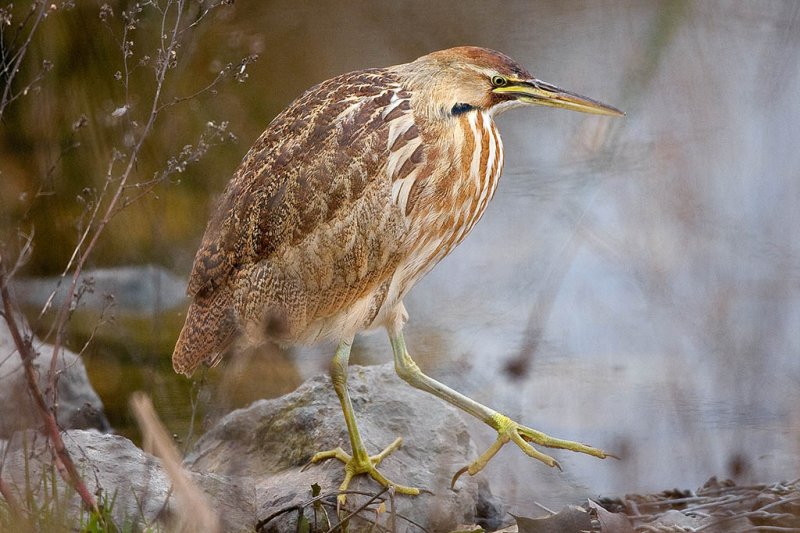 1/29/2011  Bittern