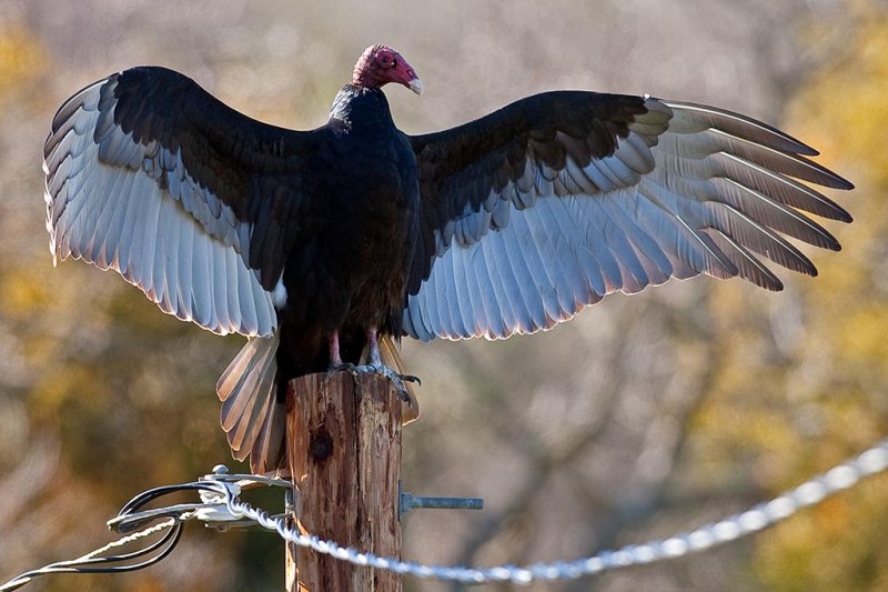 2/2/2011  Turkey Vulture