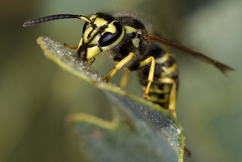 9/15/2012  Wasp