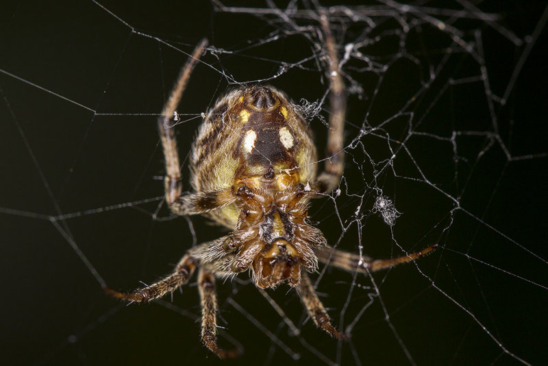 9/27/2012  Spider