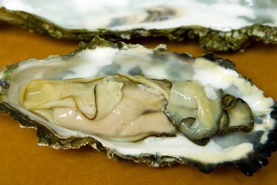 7/5/2010  Oyster