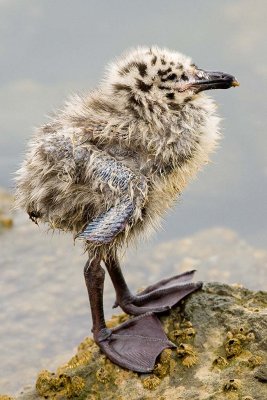 7/10/2010  Baby gull