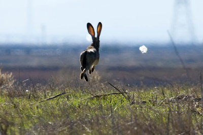 11/24/2010  Black-tailed jackrabbit