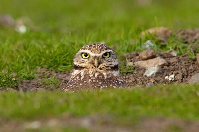 1/24/2011  Burrowing Owl