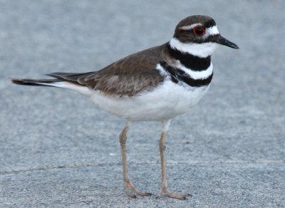 Killdeer on the Street