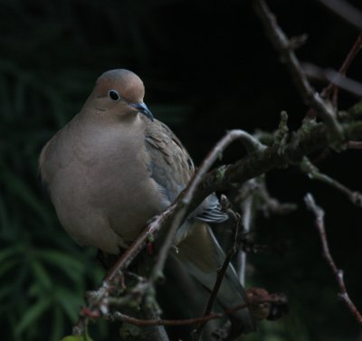 Dove in my backyard
