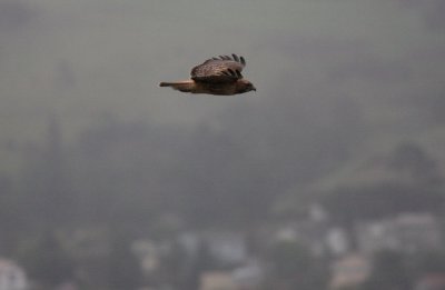 Red Tailed Hawk