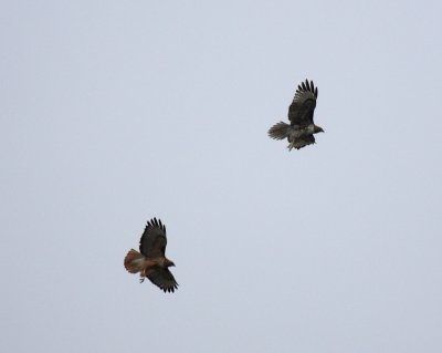 Air Show - Courtship Flight?