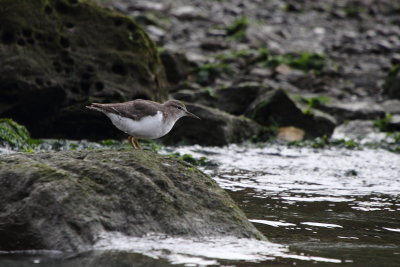 Spotted Sandpiper