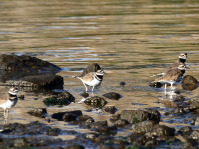 Killdeer