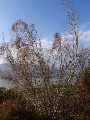 LK06.jpg