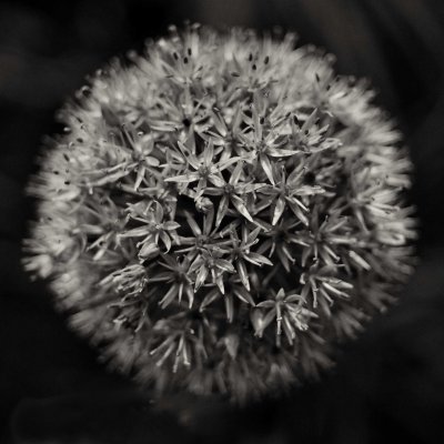 Flowerballs
