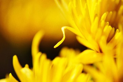 Chrysanthemum / Chrysantheme