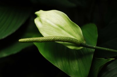 Jardim Botanico (Rio de Janeiro)