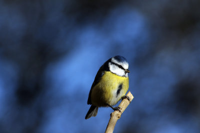 Blue Tit. Barnwell Country Park, Oundle. UK