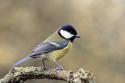 Great Tit. Barnwell Country Park, Oundle. UK