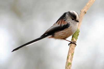 Long Tailed Tit, Barnwell Country Park, Oundle.