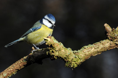 Blue Tit, Barnwell Country Park, Oundle.