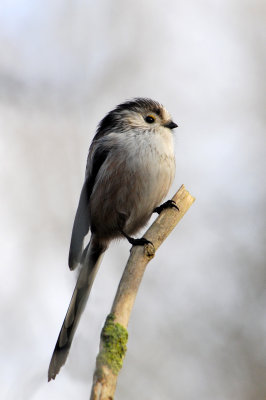 Long Tailed Tit, Barnwell Country Park, Oundle. UK.