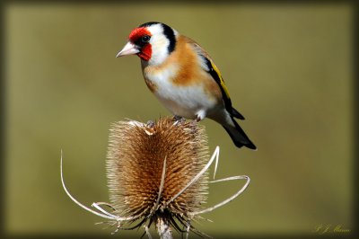 Gold Finch, Barnwell Country Park, Oundle. UK.