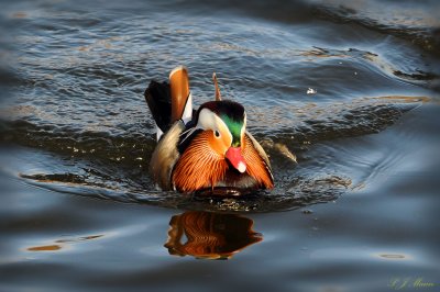 Mandarin Duck, Pensthorpe. Norfolk. UK