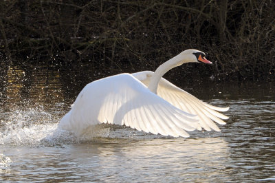 Mute Swan. Barnwell Country Park. Oundle. UK