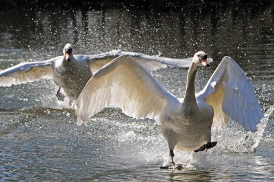 Mute Swans. Barnwell Country Park. Oundle. UK