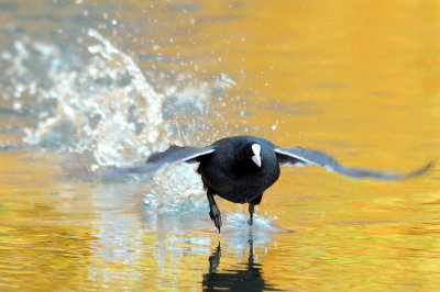 Coot. Barnwell Country Park. Oundle. UK