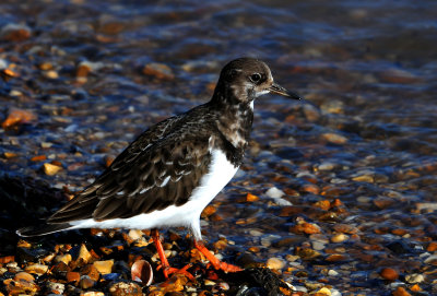 Turnstone. Harwich Essex UK (thanks for the correct ID)