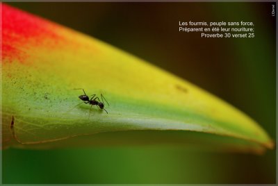 ants-2 pb.jpg