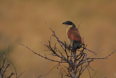 Centropus sp. AFS ou coucal.jpg