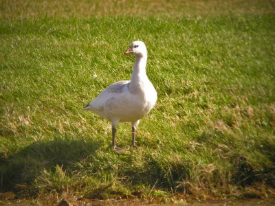 Juvenile Snow/Ross's Goose