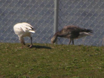 Goose at Rogers WWTP