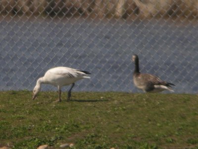 Goose at Rogers WWTP