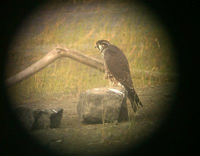 Peregrine Falcon