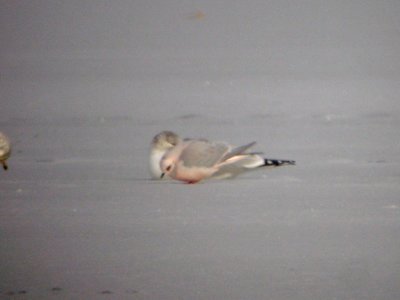 Ross's Gull